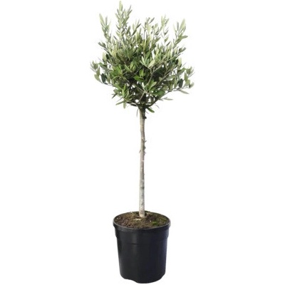 Olivovník evropský na kmínku FloraSelf Olea europaea květináč Ø 19 cm