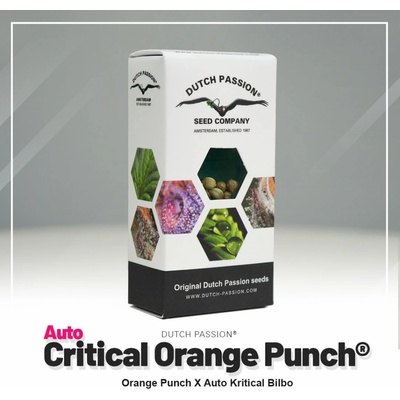 Dutch Passion Critical Orange Punch semienka neobsahujú THC 7 ks