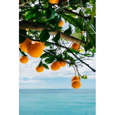 Plagát, Obraz - Amalfi Coast Oranges, Bethany Young, 26.7 × 40 cm