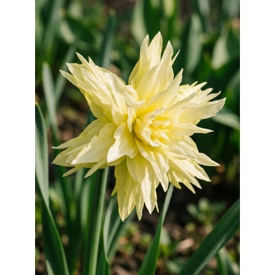 Dvojitý narcis 'Rip van Winkle' CH-NAMI-RW
