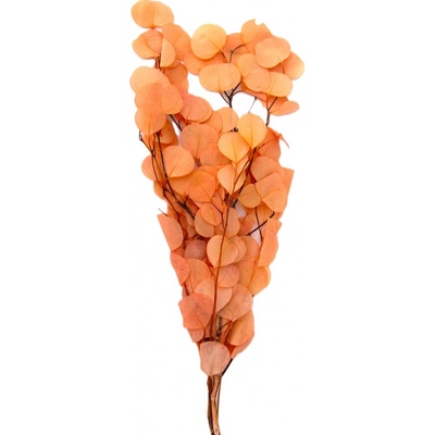 Eucalyptus populus stabilizovaný bělený + růžová, 100 g
