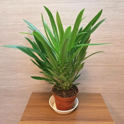 Pachypodium Lamerei č1