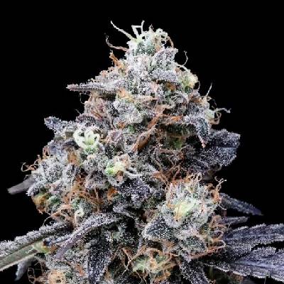 DNA Genetics Macmelon AUTO semena neobsahují THC 5 ks