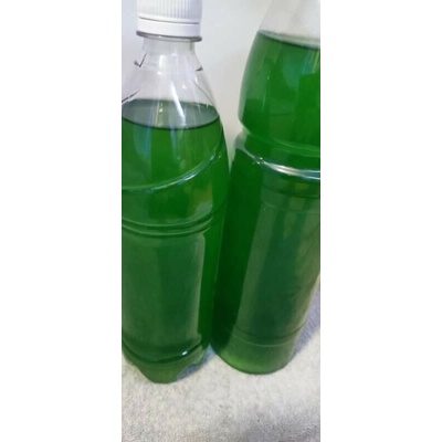 Nannochloropsis salina phytoplankton