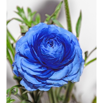 Iskerník plnokvetý modrý - Ranunculus Asiaticus - hľuzy iskerníka - 3 ks