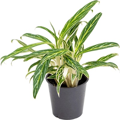 Aglaonema Zebra Feathers 12x20 cm