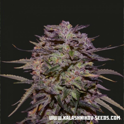 Kalashnikov Seeds Purple Russian Express semienka neobsahujú THC 10 ks