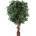 Ficus gigant, 320cm