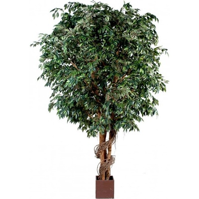 Ficus gigant, 320cm