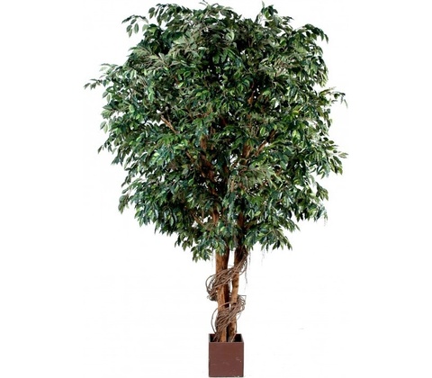 Ficus gigant, 320cm