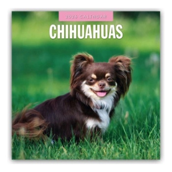 Browntrout Verlags GmbH Chihuahuas - Chihuahua 2026 - 16-Monatskalender | Red Robin Publishing Ltd