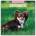 Browntrout Verlags GmbH Chihuahuas - Chihuahua 2026 - 16-Monatskalender | Red Robin Publishing Ltd