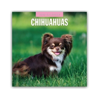 Browntrout Verlags GmbH Chihuahuas - Chihuahua 2026 - 16-Monatskalender | Red Robin Publishing Ltd