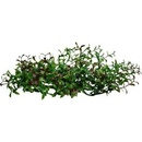 Lucky Reptile Turtle Plants Bacopa 40 cm