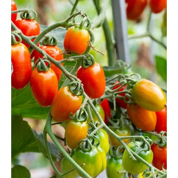Rajče Eduardo F1 - Solanum lycopersicum - osivo rajčat - 6 ks