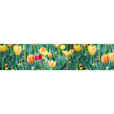 Dimex KI260-122 Dimex Fototapeta do kuchyně Garden rozměry rozměry 260 x 60 cm