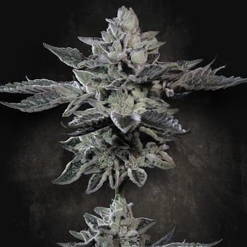 Paradise Seeds G-Force Semienka neobsahujú THC 5 ks