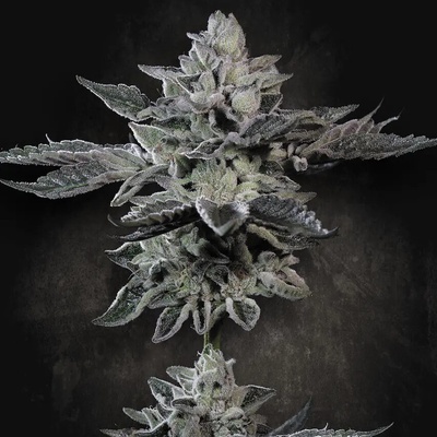 Paradise Seeds G-Force Semienka neobsahujú THC 5 ks