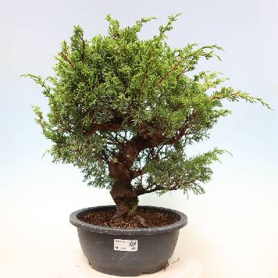 e-bonsai Venkovní bonsai - Juniperus chinensis Itoigawa-Jalovec čínský
