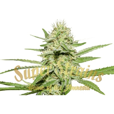Super Strains Enemy's Dream semienka neobsahujú THC 3 ks