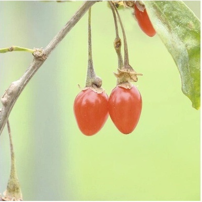 Hof:Obst Kustovnica Goji BIO Hof: Obst Lycium barbarum 'Instant Success' ® 30-40 cm kvetináč 3,4 l