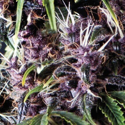 Pyramid Seeds Auto Purple semienka neobsahujú THC 100 ks