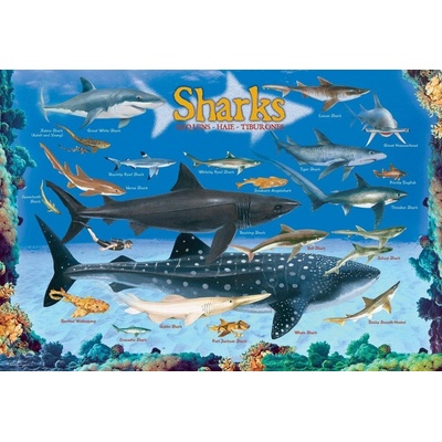 EuroGraphics Requins 100 dílků