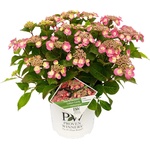 Proven Winners® Flair & Flavour® Cotton Candy - Хортензия Serrata