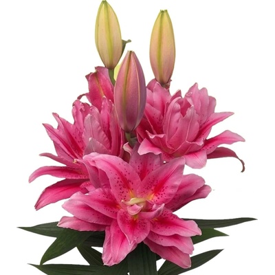 Lilie OR DU ROSELILY VIOLA 60 cm / 3+