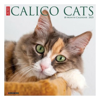 Buy Cat In A Box 2025 12 X 12 Wall Calendar Book Online At Low Prices