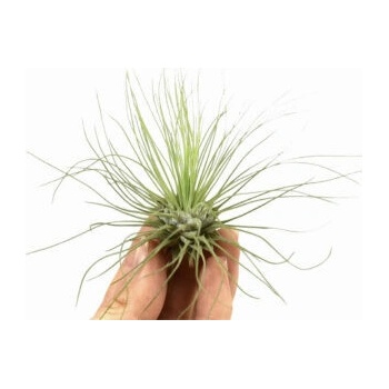 Tillandsia argentea