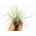 Tillandsia argentea