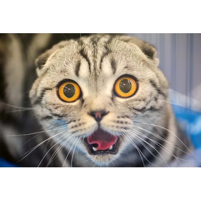 DIMEX ART Флизелинов фототапет забавна котка 375 x 250 см