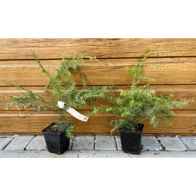 Jedľovec kanadský (Tsuga canadensis) veľkosť 50-80cm