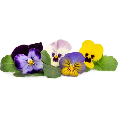 Veritable Вложка за семена Lingot ядливи цветя теменуги многоцветни (VLIN-F5-Pen05A)