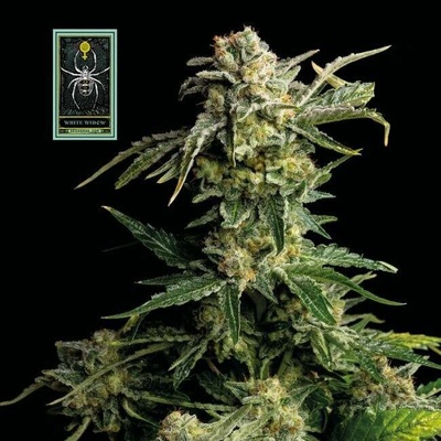 SEEDSMAN White Widow semena neobsahují THC 5 ks