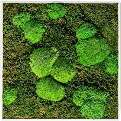 Gardners Mechový obraz 50x50 cm kombinovaný mech kopečkový s plochým, bílá