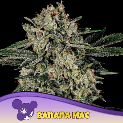 Anesia Seeds Banana MAC semena neobsahují THC 3 ks – Zboží Dáma