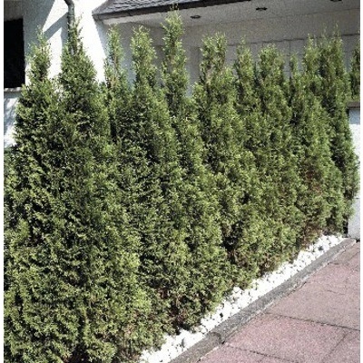 Túje, zerav západní Thuja occidentalis 'Smaragd' výška 30-40 cm květináč 2 l – Hledejceny.cz