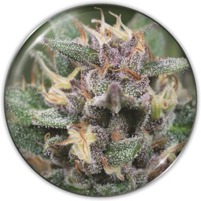 Medical Seeds Co. Bluehell AUTO semena neobsahují THC 10 ks