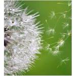 DIMEX ART Флизелинов фототапет летящ пух от глухарче 225 x 250 см