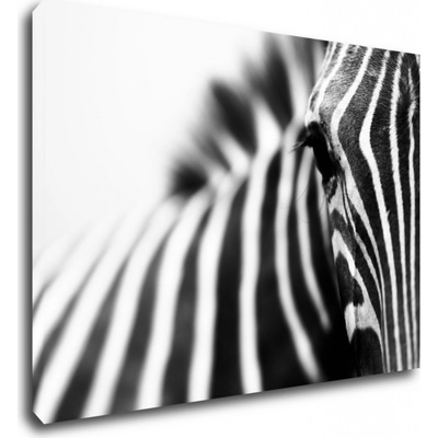 Impresi Obraz Zebra detail - 70 x 50 cm