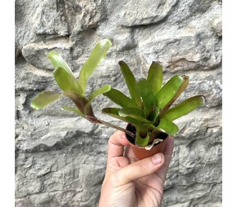 Neoregelia - fireball