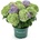 Magical® Jewel Blue - Magical® Хортензия Мacrophylla