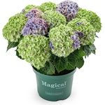 Magical® Jewel Blue - Magical® Хортензия Мacrophylla