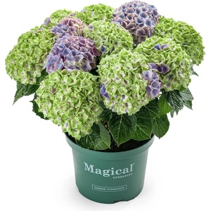 Magical® Jewel Blue - Magical® Хортензия Мacrophylla