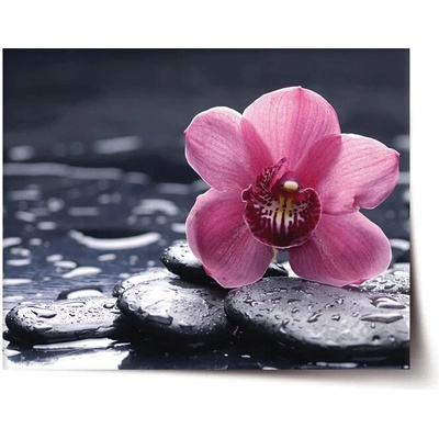 Sablio Plagát Orchidea - 60x40 cm