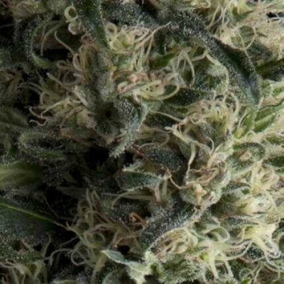 Pyramid Seeds Auto Galaxy semienka neobsahujú THC 50 ks