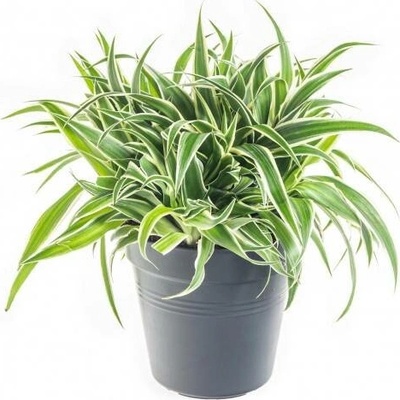 Zelenec, Chlorophytum comosum Ocean, průměr květináče 15 cm