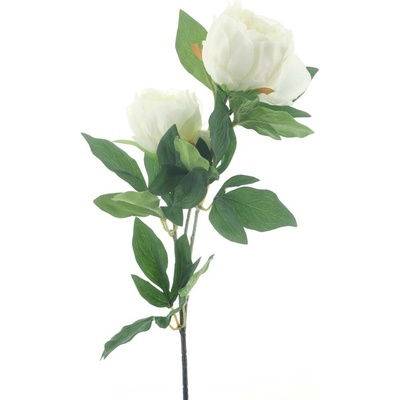 Pivoňka větev 'Chiba' krémová V65 cm
